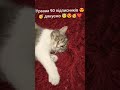 Урааа телеграм канал Скай Мілсі і Шустрик Урааа телеграм канал Скай Мілсі і Шустрик