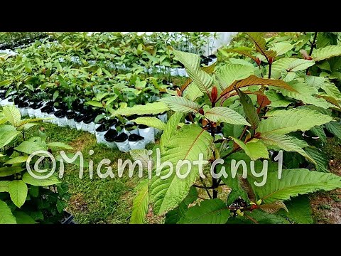 Video: Información de la planta de kratom: aprenda a cultivar una planta de kratom