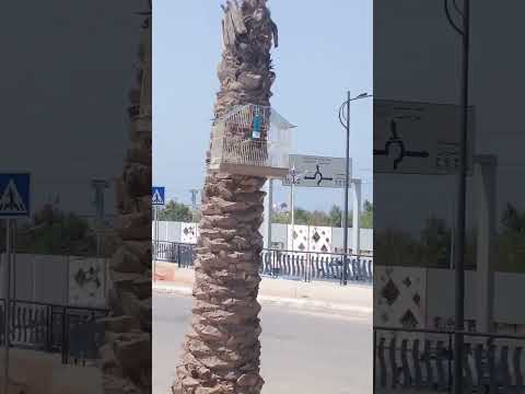 تغريد باك كروزي طائر هزار هايج لي تزواج  