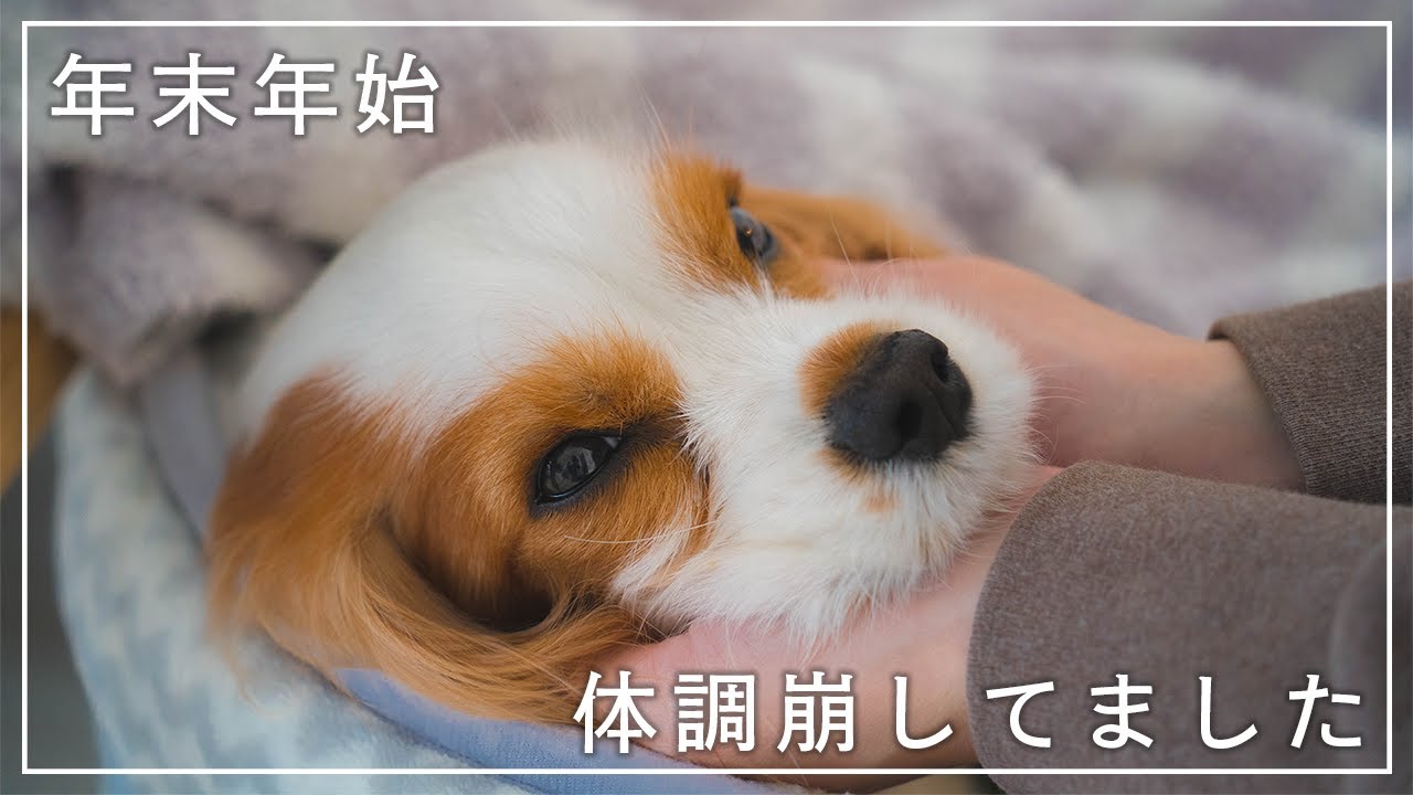 胃腸炎・膵炎にかかってしまいました