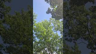 The sound of the wind in the trees was soothing to my soul.