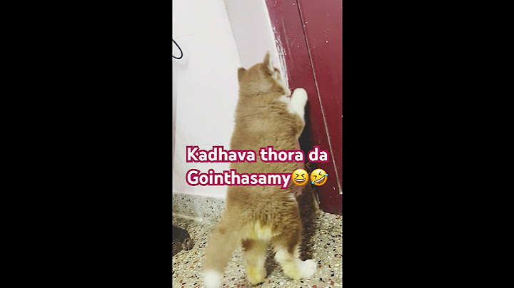 Kadhava thora da Gointhasamy🤣eduthen par ottam #vadivelucomedy #husky #puppy #comedy #comedyshorts