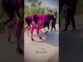 #cow #farming #love #dairy #song #farm #दुध #dairyfarm #freestyle #milk