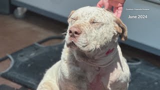 Short film created about New Mexico rescue dog who protected family from intruder