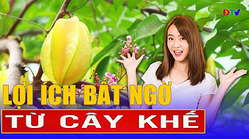 Những bài thuốc từ cây khế | Vị thuốc quanh ta | Điện Biên TV
