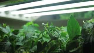 How T5 Grow Lights fit your growing demand and saving power | An overview by Greens Hydroponics