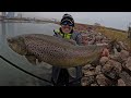 Giant brown sight fishing