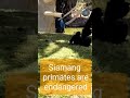 #siamang #zoo #phoenix