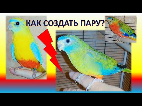 Вопрос: Как различать одинаковых птичек попугайчиков?