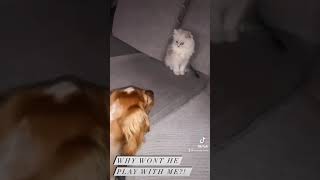 Information Cocker Spaniel Puppy Wants To Play With Kitten Guide