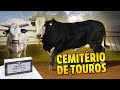 Veja um cemitrio de touros de rodeio