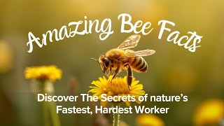 Honey Bees Facts - All About Honeybees |A civilization 100 million years old 