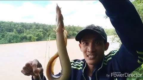 Câu Cá Chạch/Cá Lăng/Ở Hàn Tam Đẳng Lên Toàn Chạch Khủng