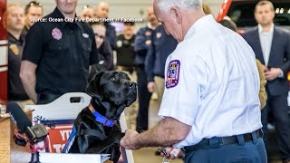 We Meet K9 Therapy Dog Max With The Ocean City Fire Department
