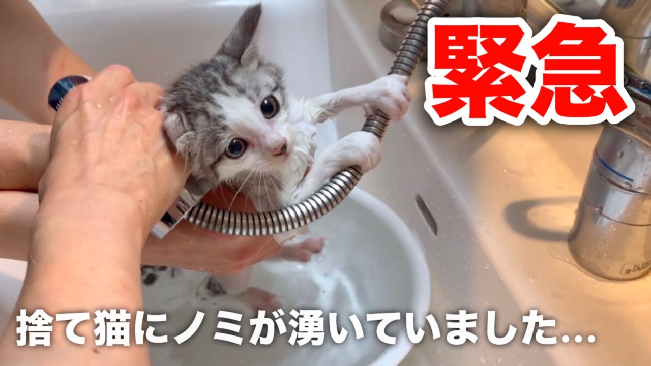 保護した捨て猫にノミが湧いていました…【子猫】