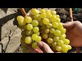 Кишмиш Сладкая вата. Сезон 2020 (Cotton candy grapes. Season 2020)