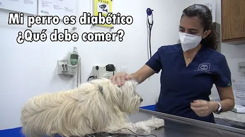 ¿Necesitan alimentos especiales los perros diabéticos?