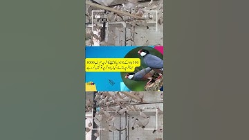 Fawn Java , Java Sparrow , Java Finch , Lovebird , White Java , Silver Java  #javasparrow #birds