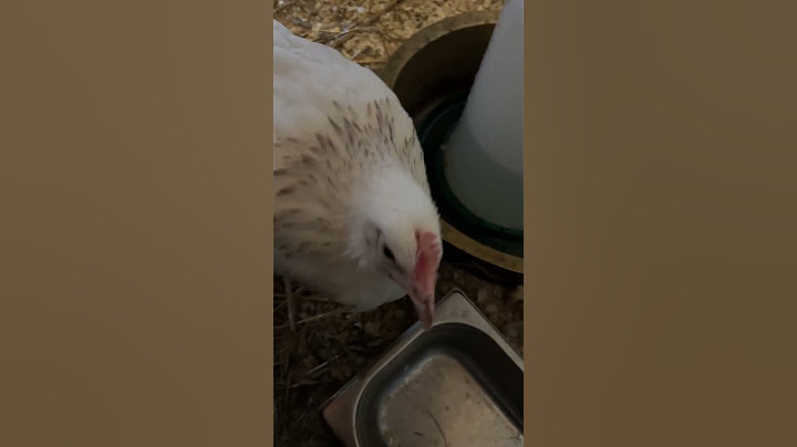 Meet Antosia, the Bravest Little Hen! 🐔💪 Always Investigating | #Shorts / Antosia smalsi vištytė!