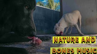 Dogo Argentino and Wolf Dog (Blue Bay Shepherd) Eat HUGE Raw Turkey Necks! - ASMR