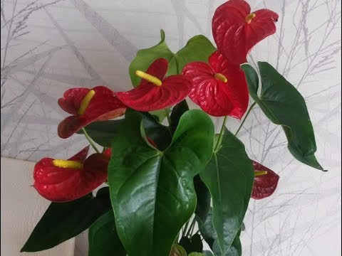 Video: Anthurium Või Flamingo Lill