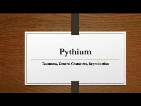 Pythium Debaryanum |
