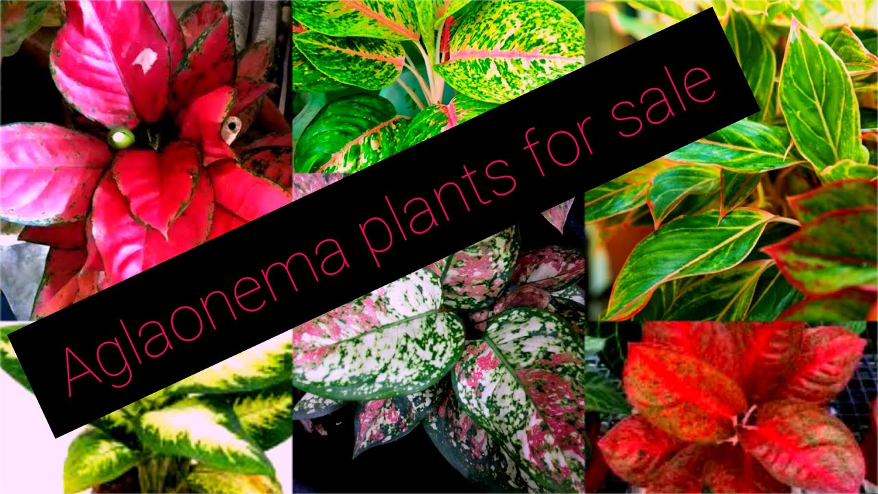 Aglaonema mother plants for sale/ plants sale online YouTube