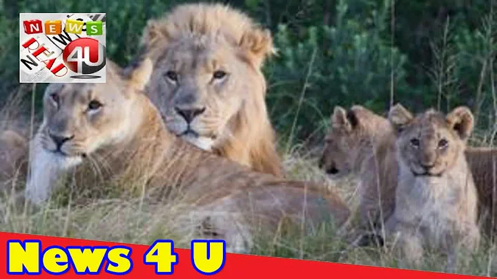 S African 'rhino poachers' eaten by lions