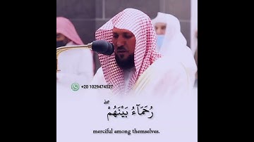 " محمد رسول الله "حالات واتس اب قرآن بصوت الشيخ ماهر المعيقلي سورة الفتح