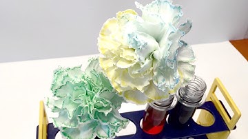 St Patrick Day Green Carnations experiment (Capillary Action)