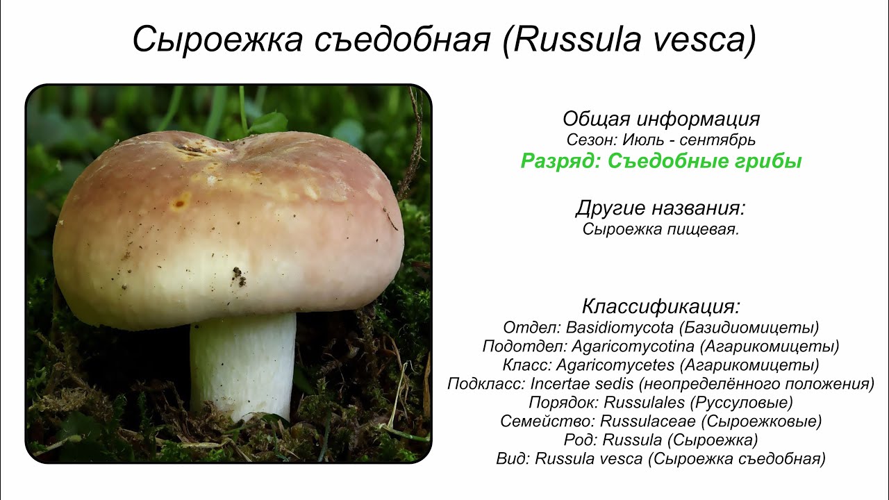 Фото Сыроежек Съедобных И Несъедобных Грибов