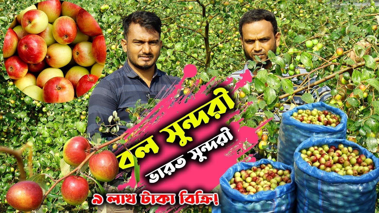 ভারত সুন্দরী ও বল সুন্দরী কুল চাষ করে ৯ লাখ টাকা বিক্রি | উদ্যোক্তার খোঁজে