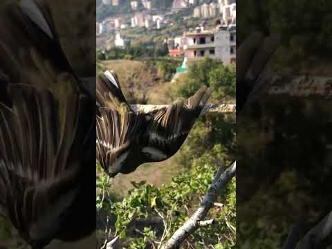 صيد عصفور بورقيطي او صلنج في سوريا على الدبق