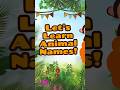 Animal Names | Pre School Kids Learning #animals #kidseducationvideo #toddlerlearning  #preschool