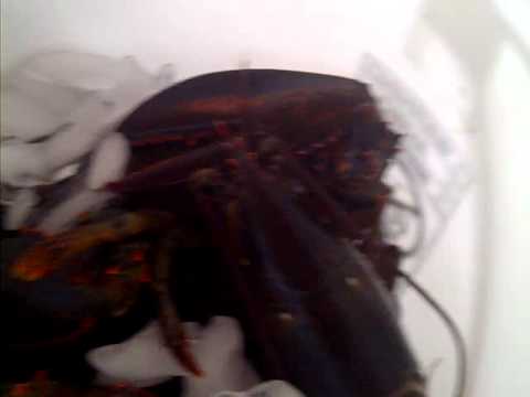 lobster anyone