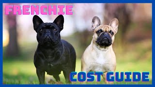 Frenchie True Cost of Ownership Guide:  How Much a French Bulldog Costs to Purchase and Maintain! by DogCareLife 474 views 3 months ago 4 minutes, 38 seconds