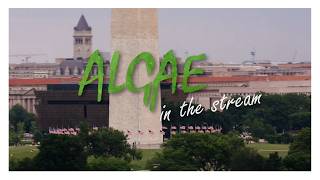 Algae in the Stream