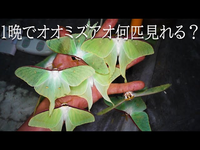 How Many Luna Moth Can We Spot in One Night? - YouTube