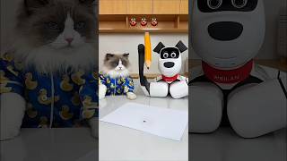some fun time with my our new friend #shorts #cat #youtubeshorts