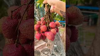 Refreshing Litchi Juice #litchi #summer #foryou #trending #viral #recipe #ytshorts #food #odiavolg