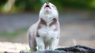 Husky Puppy Learns To Howl by HUNGRY HUSKY PACK 465 views 1 year ago 43 seconds