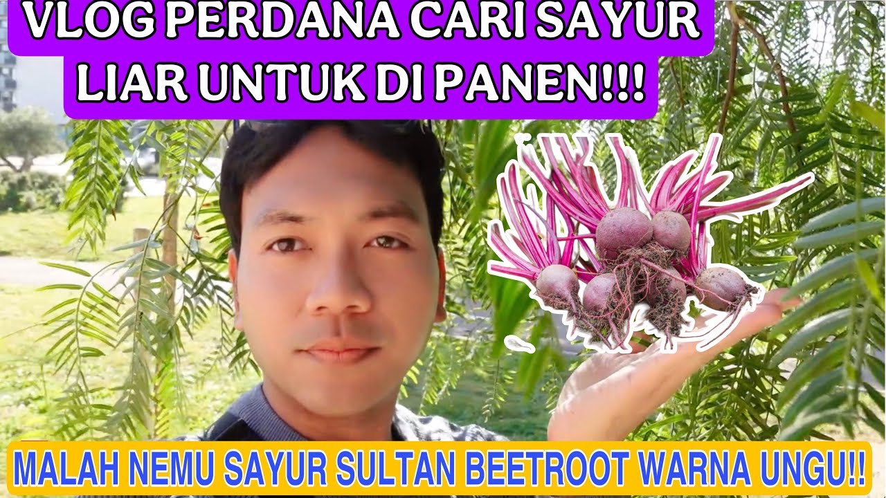 PERDANA VLOG CARI SAYUR LIAR UNTUK DI PANEN !! BONUS SAYUR SULTAN LIAR BEETS WARNA UNGU!!