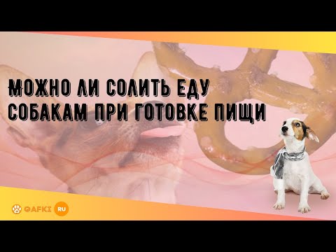 Можно ли солить еду собакам при готовке пищи