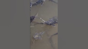 Nuôi cá chốt trâu trong ao tôm, nông dân có thêm thu nhập #shorts