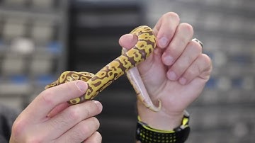 Ultramel Insanity! - Clutch ID 7 of 2023