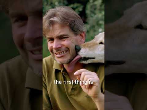 The Untold Stories of Europe's Migrating Wolves #documentary #wildlife #survival