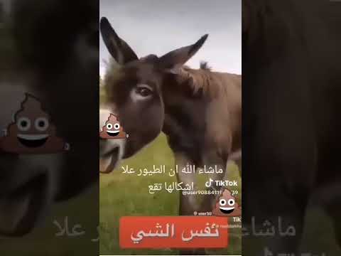 الطيور على أشكالها تقع
