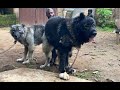 LARGE BREED DOGS MATING TIPS WITHOUT AI Dog Pets Petsrule Animals LARGE BREED DOGS MATING TIPS WITHOUT AI Dog Pets Petsrule Animals