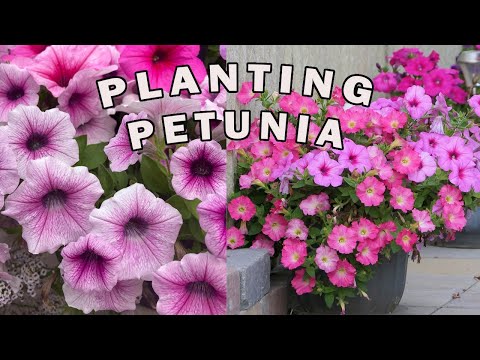 How We Plant Petunias/ Starting From Seeds! 🌸🌺🌸