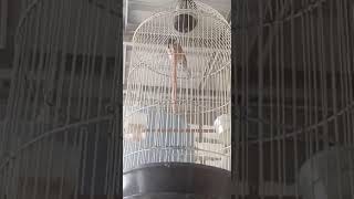 Download Lagu Burung gereja materi tengkek buto MP3